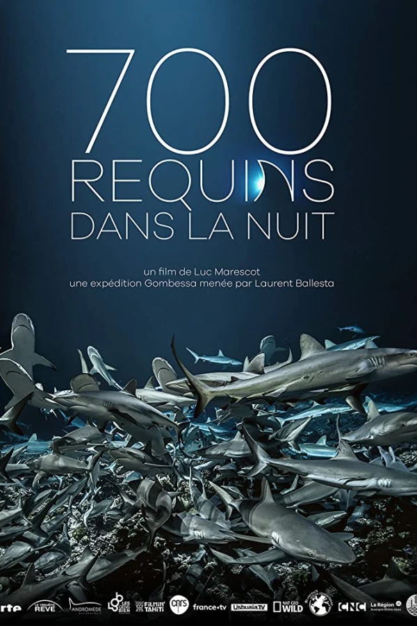 700 Haie in der Nacht Poster
