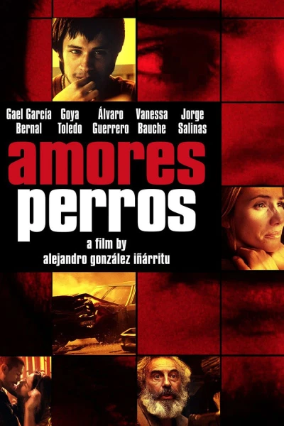 Amores perros - Hundeliebe